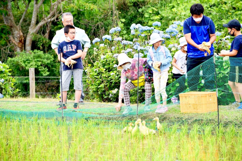 アイガモ放鳥会　写真5