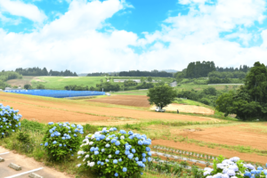 展望台側からの畑