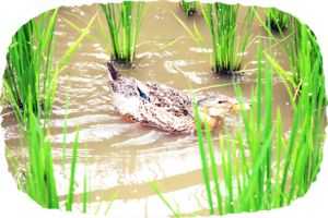 アイガモ農法とは