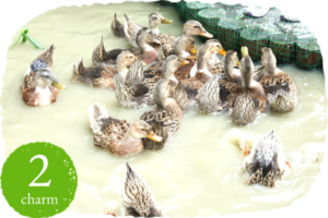 アイガモ農法の水田