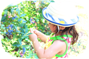 ブルーベリー狩り