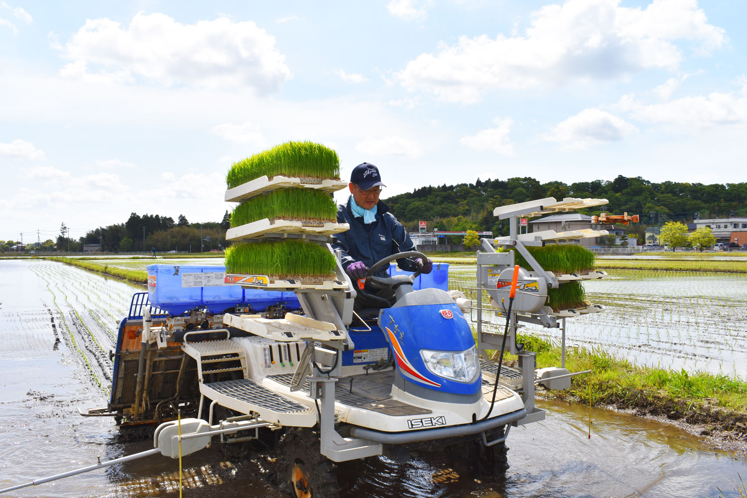 おらが町のうまい米‼ 千葉県央のブランド米 坂下米 | | ながら太陽ファーム