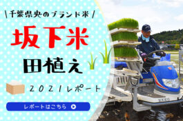 おらが町のうまい米‼ 千葉県央のブランド米　“坂下米”