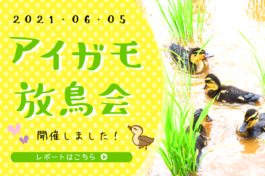 地域の絆を深める2021太陽ファームのアイガモ放鳥会