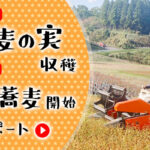 11月6日蕎麦の実収穫＆12月4日新蕎麦開始レポート